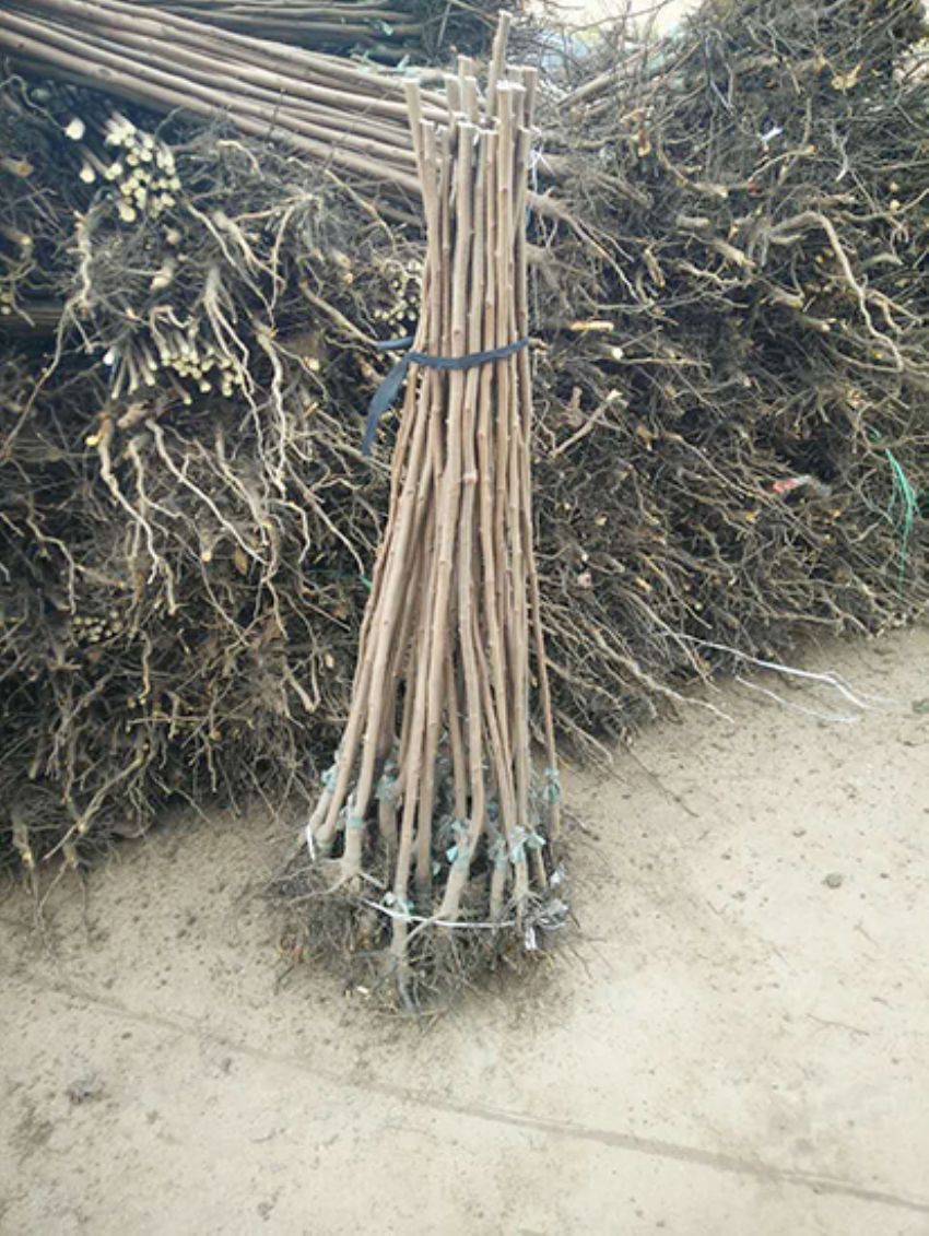 點擊查看詳細信息<br>標題：果樹-柿子樹 閱讀次數(shù)：3315